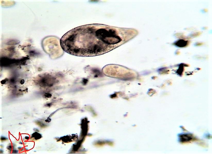 Paramecium caudato 